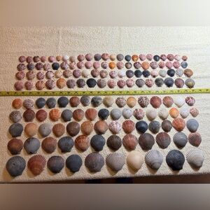 150 - Sanibel Island Scallop Seashell Collection.  Great for crafters!!